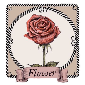 Pink, Garden roses, Rose, Postage stamp, Plant, Illustration, Hybrid tea rose, Flower, Rose family, 