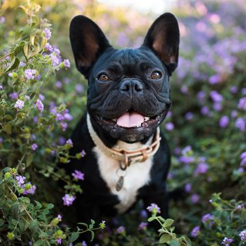 cute black pug in a bush with purple flowers