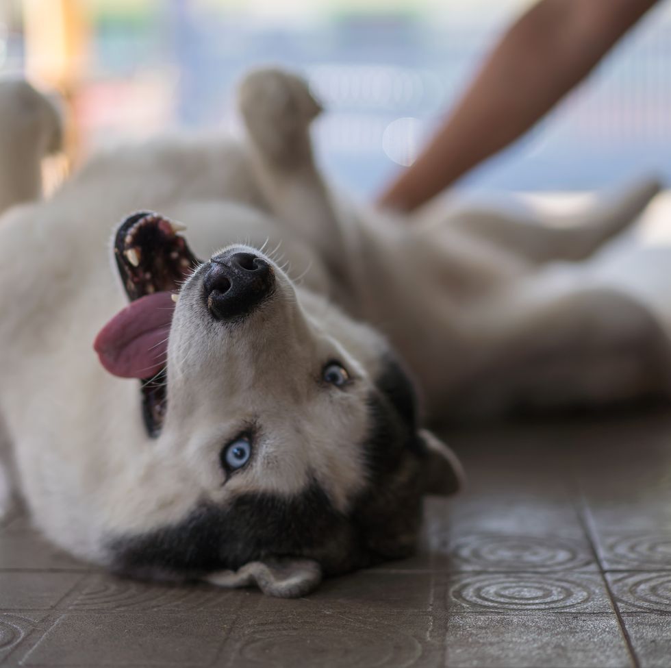 happy husky dog laying down beside owner.