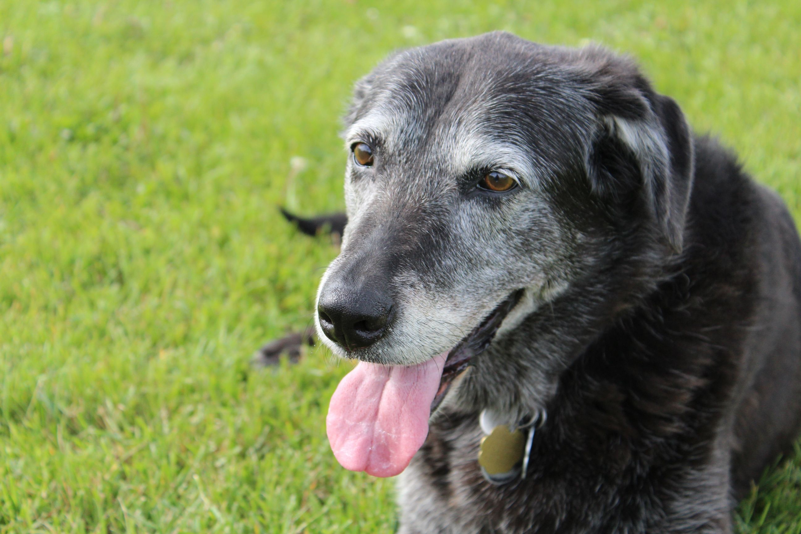 Adopt Older Dogs Not Just Puppies Urge The Dogs Trust