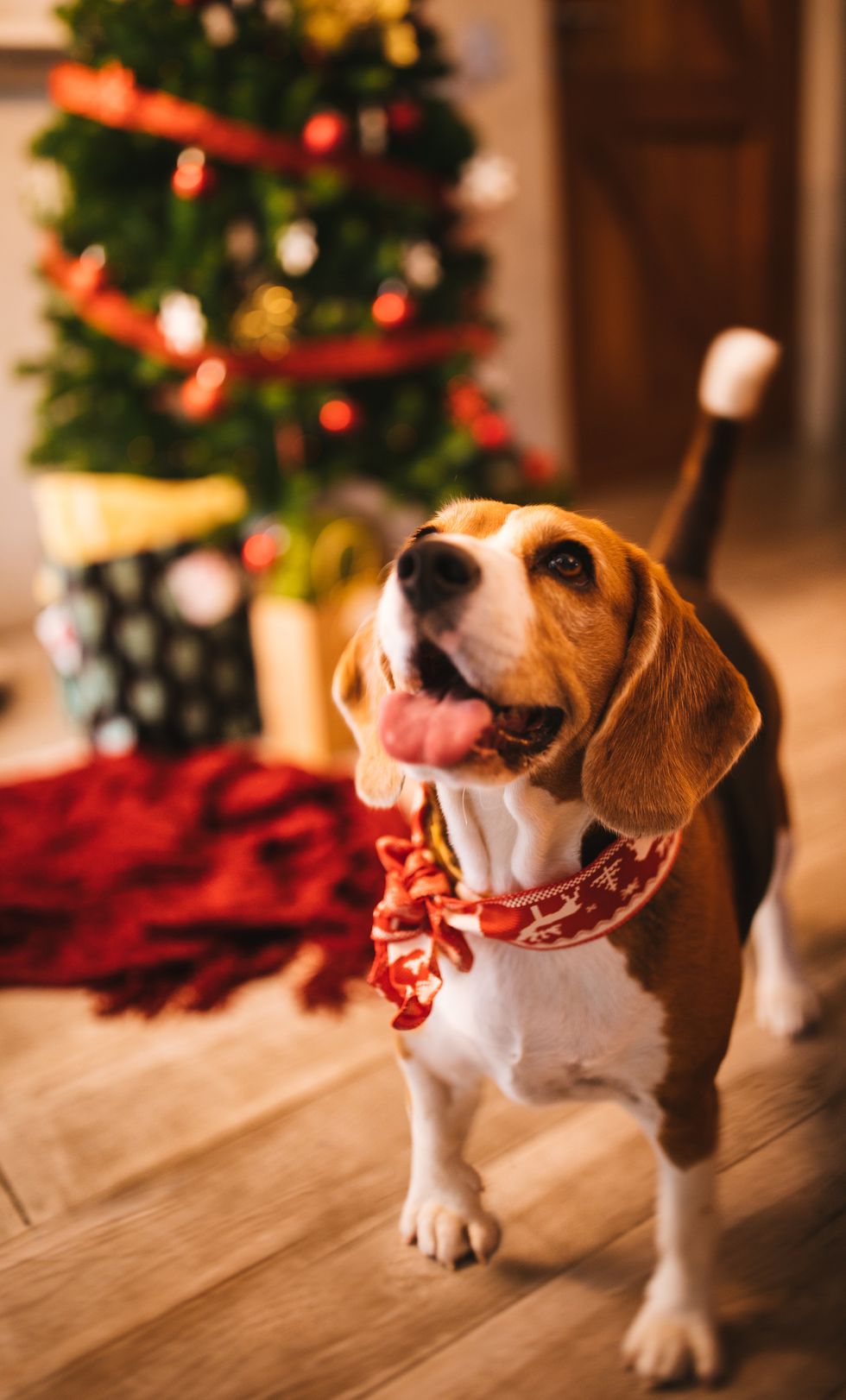 Puppy's Joyful, Not Stressful Holidays