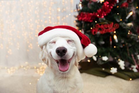 happy puppy dog celebrating christmas