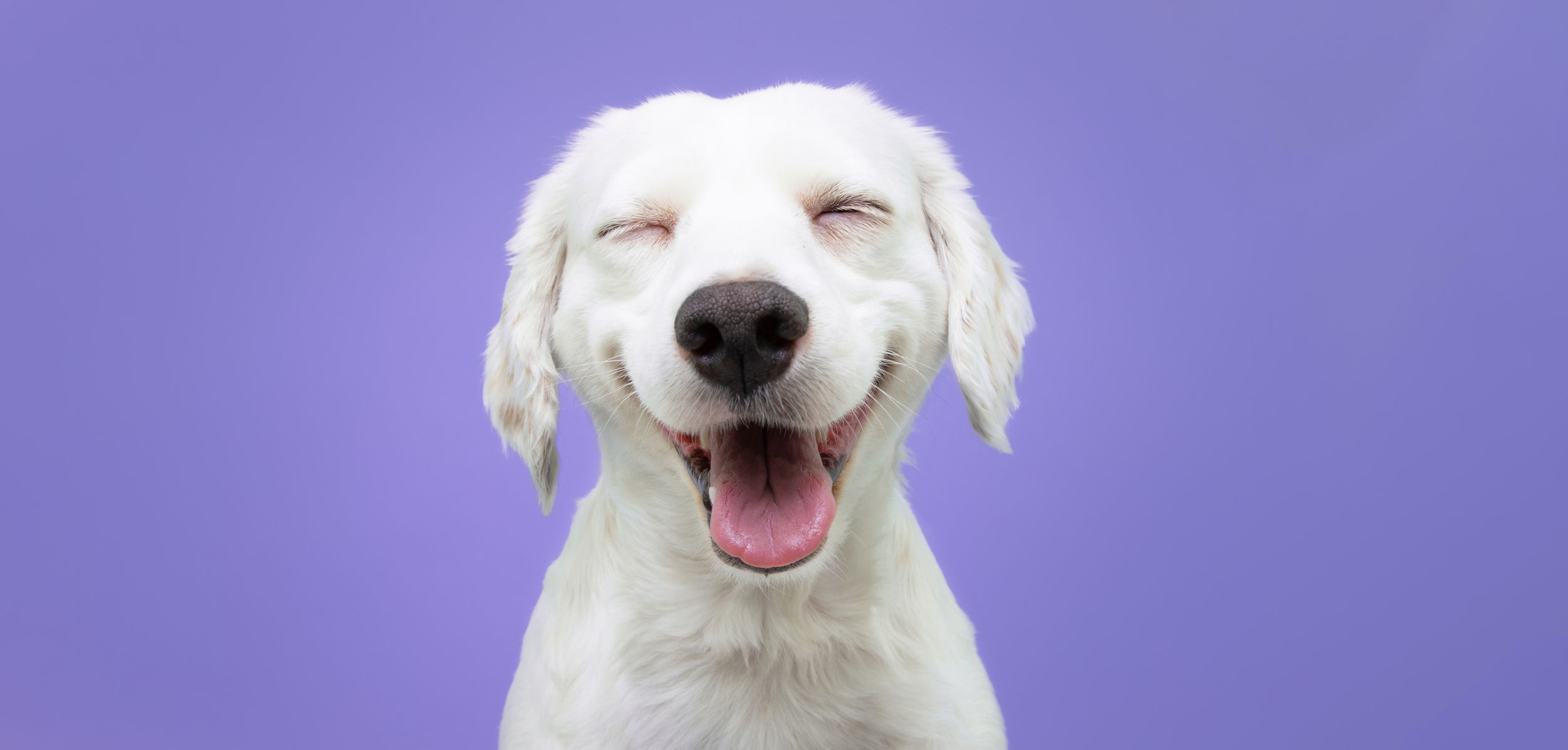 Paws-itively Hilarious: The Ultimate Guide to Dog Puns Dog Puns for Greeting Cards and Gifts