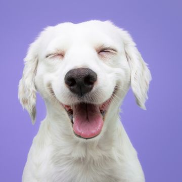 happy puppy dog smiling on isolated purple background