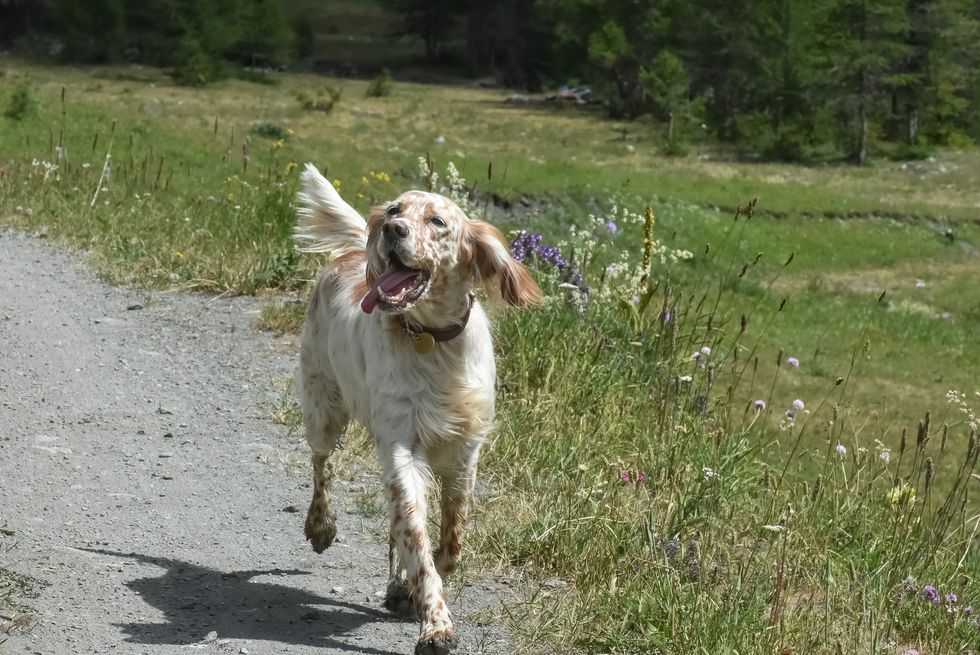 happy purebred dog dancing like a ballerina