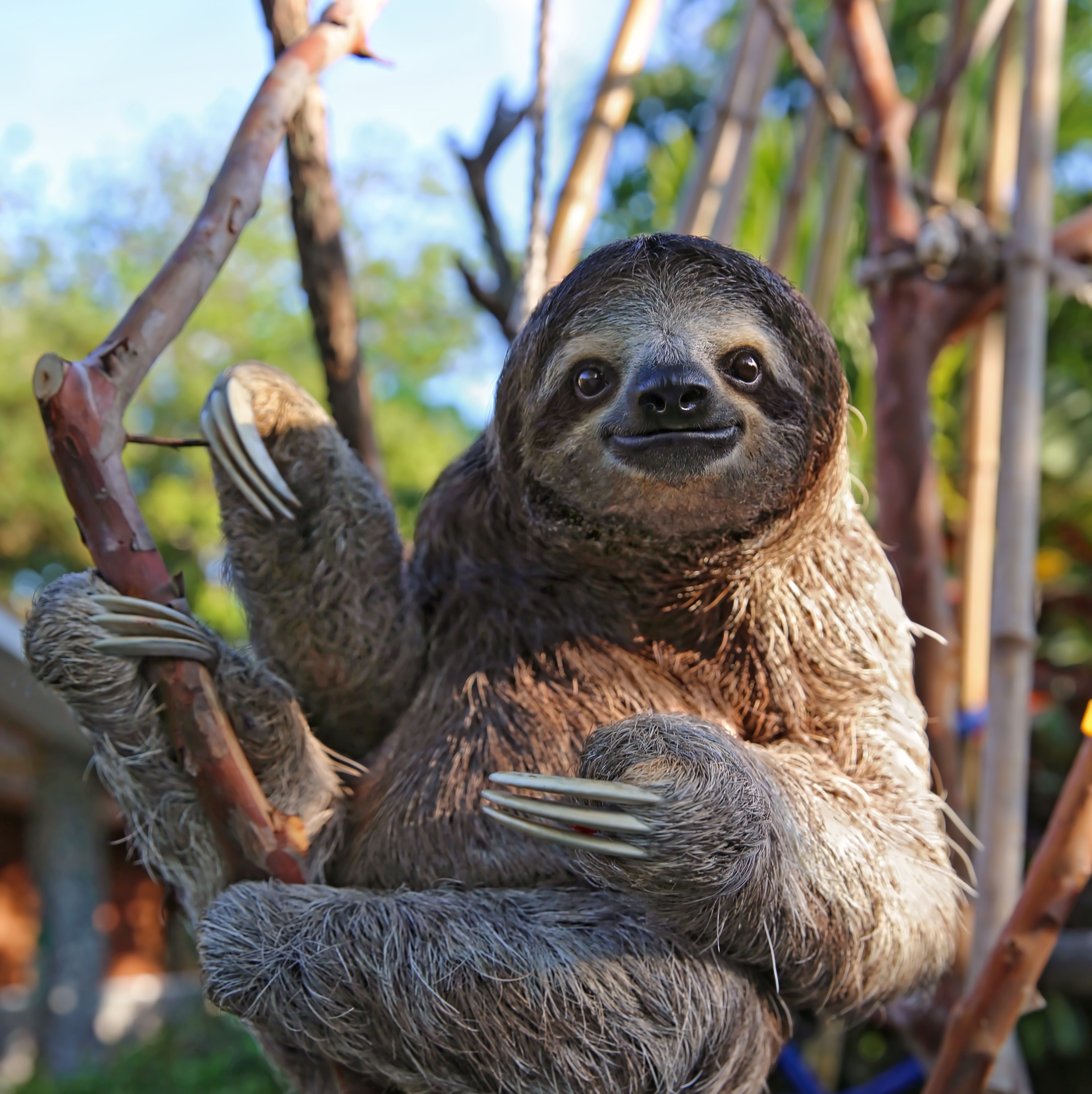 sloth standing up