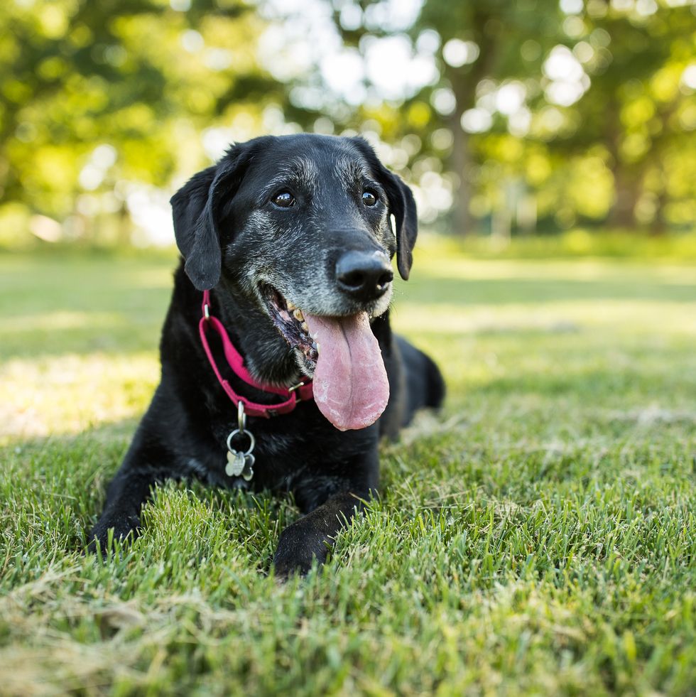 happy senior labrador retriever outdoors