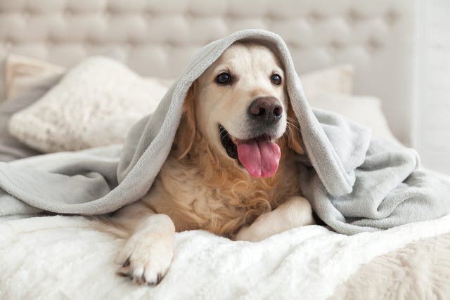 dog friendly hotels