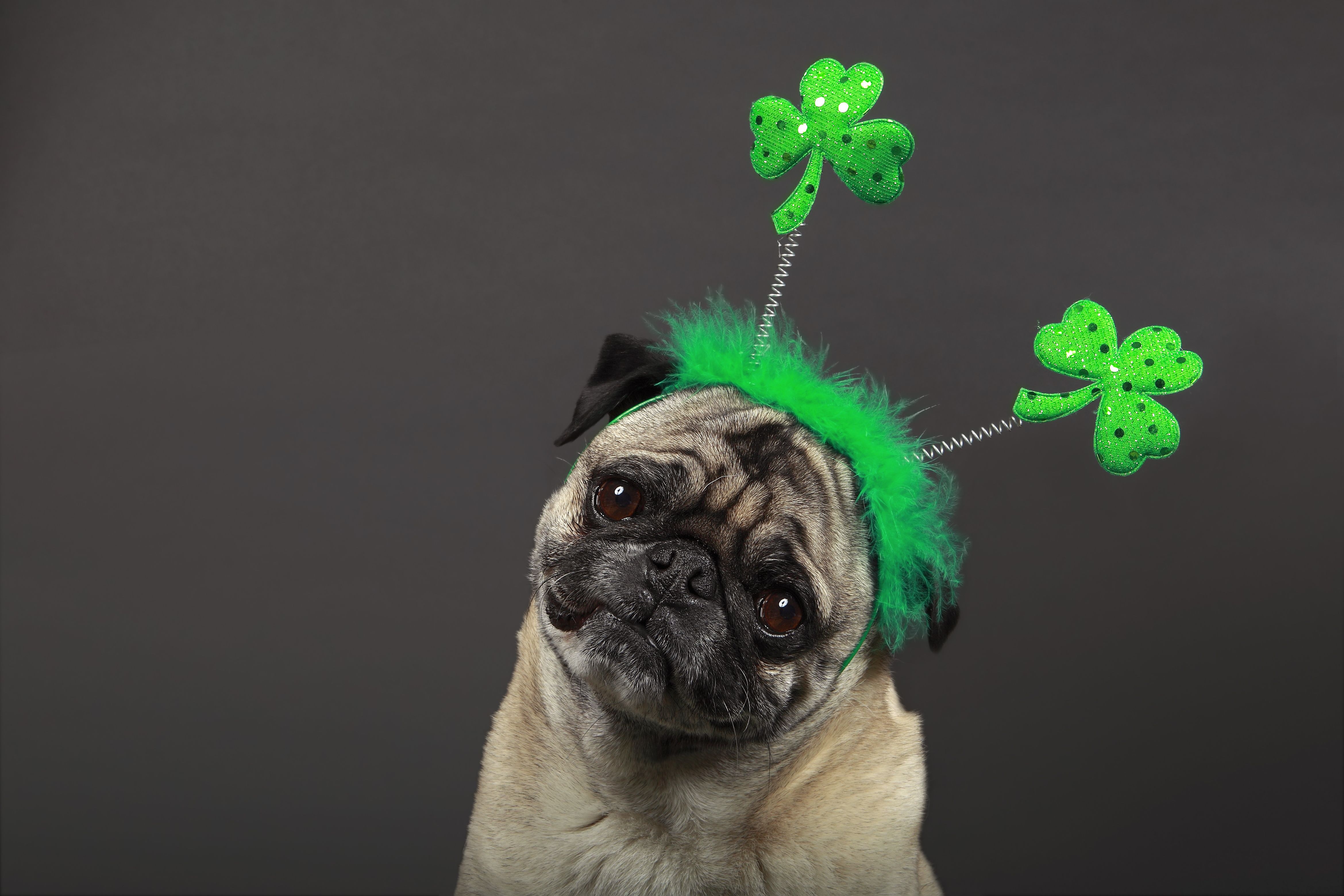 St. Patrick's Day Memes, Quotes, Captions, and More