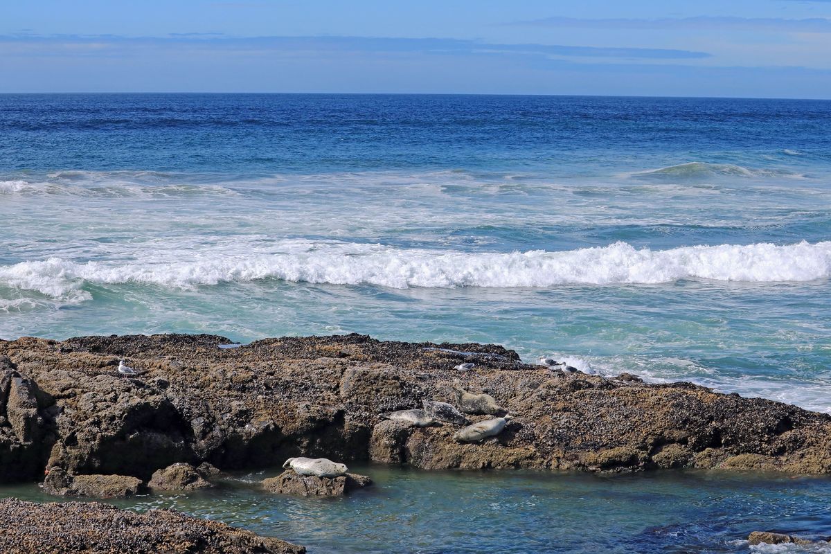 Seals sunning on offshore ocean rocks along the Oregon coast