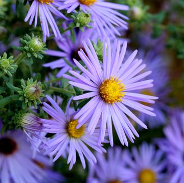 hardy blue aster flowers close up