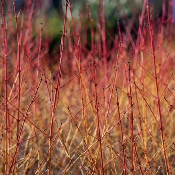7 hardy plants that will survive the winter season