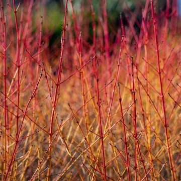 7 hardy plants that will survive the winter season