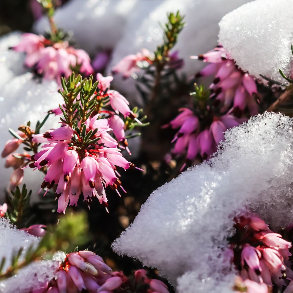 hardy plants, blooming pink erica carnea flowers winter heath and snow in the garden in early spring floral background, botanical concept