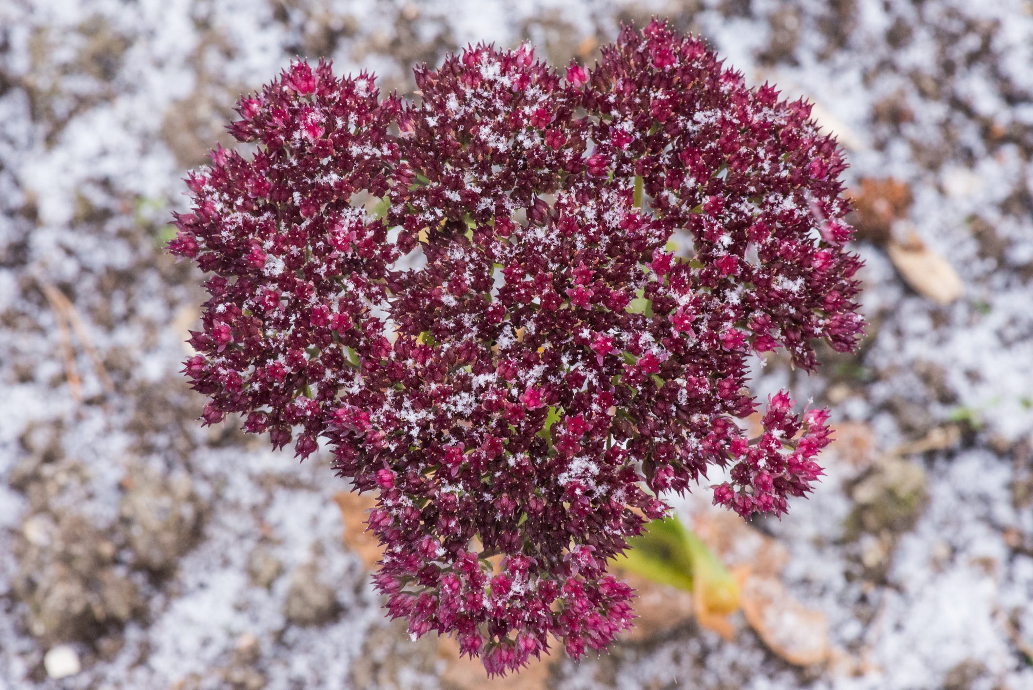 7 Hardy Plants That Will Survive The Winter Season