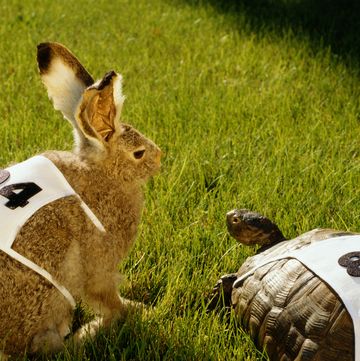 hare  tortoise with race numbers on grass