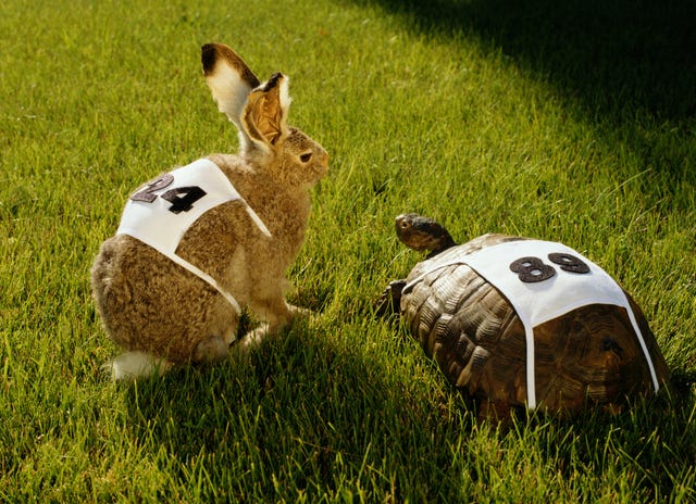 hare  tortoise with race numbers on grass