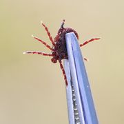 harmful contagious insect mite in metallic medical forceps