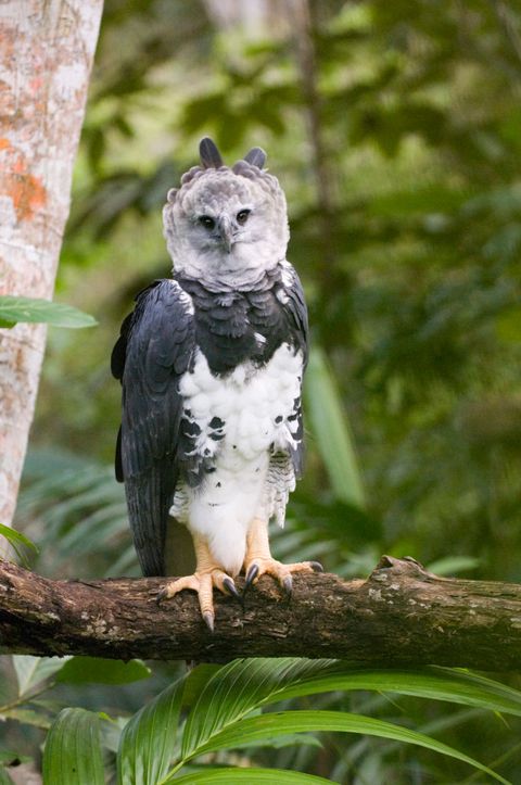 harpy eagle from peregrine fund re introduction programme, panama