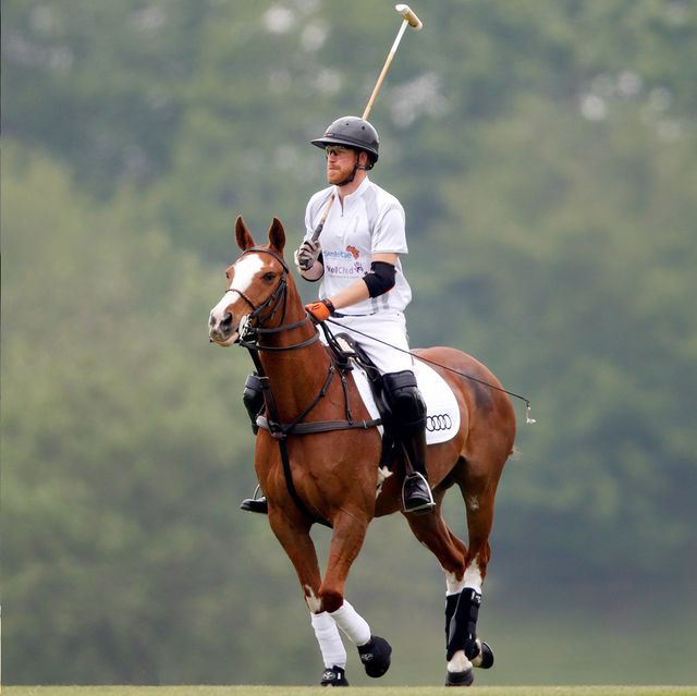 Horse, Bridle, Rein, Polo, Halter, Stick and Ball Sports, Stick and Ball Games, Animal sports, Horse tack, Recreation, 