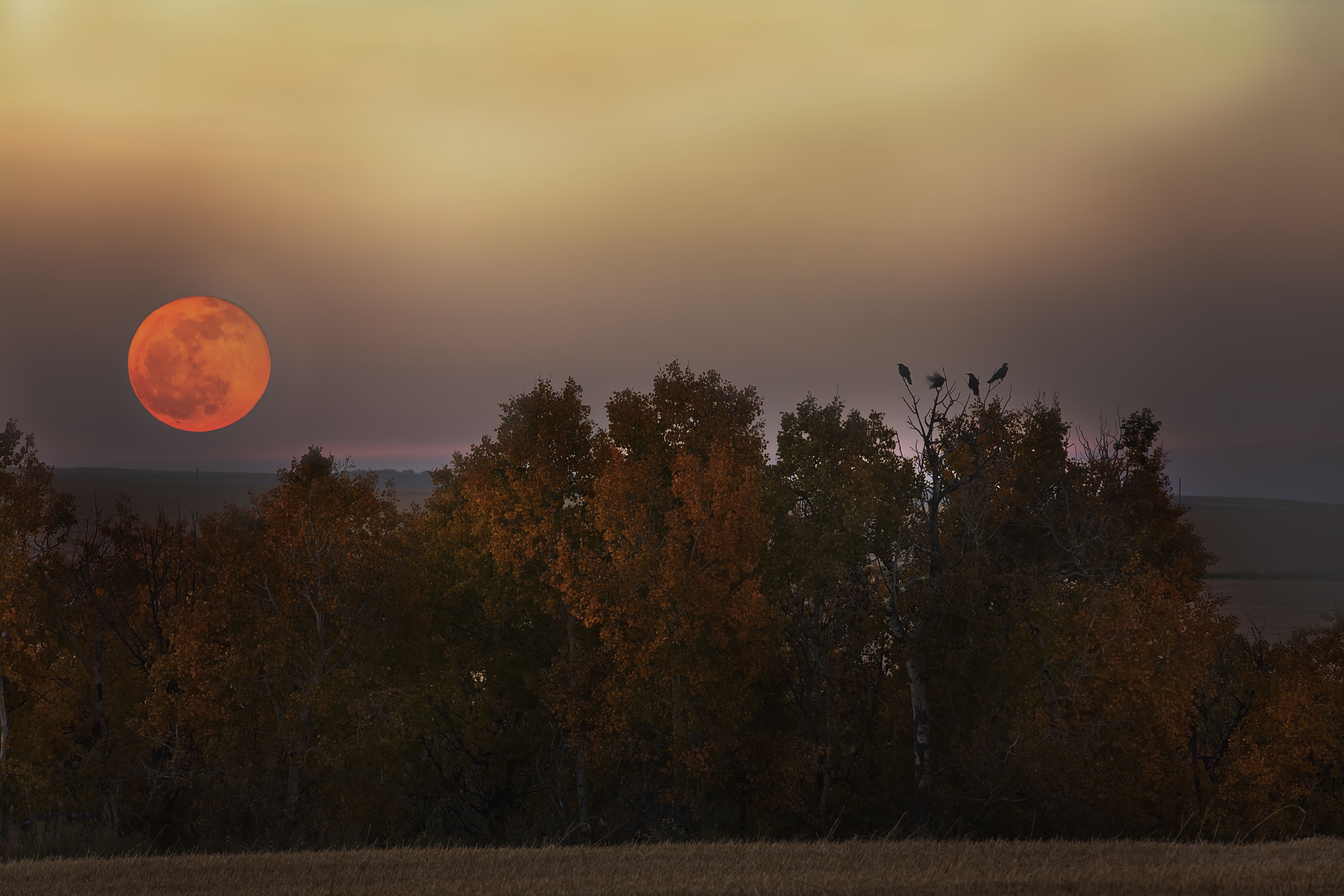 Autumn high quality Moons