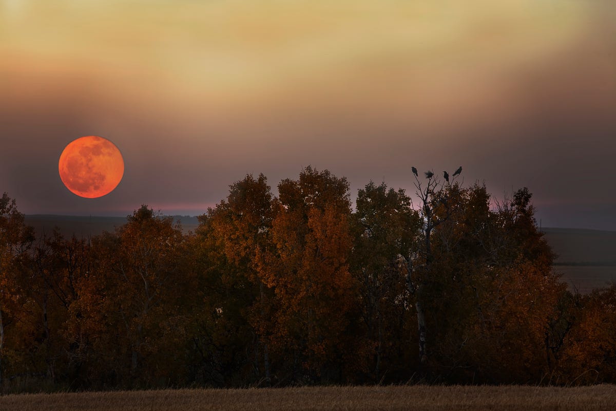 November full moon 2023: Full Beaver Moon is joined by Mercury, Venus,  Jupiter and Saturn