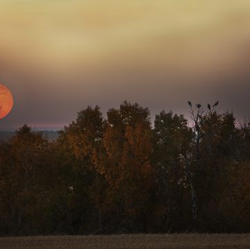 harvest moon rising over autumn trees with birds perched on them