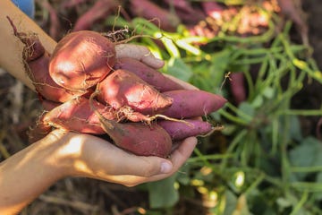 harvest of sweet potato tubers close up in the hands of a farmer in the garden