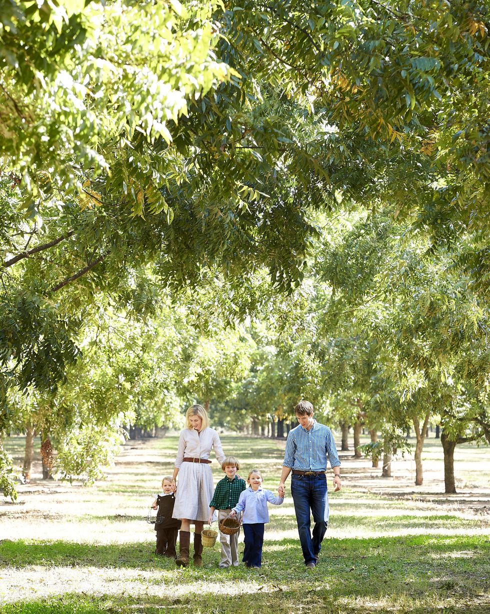 a family pecan picking in an orchard