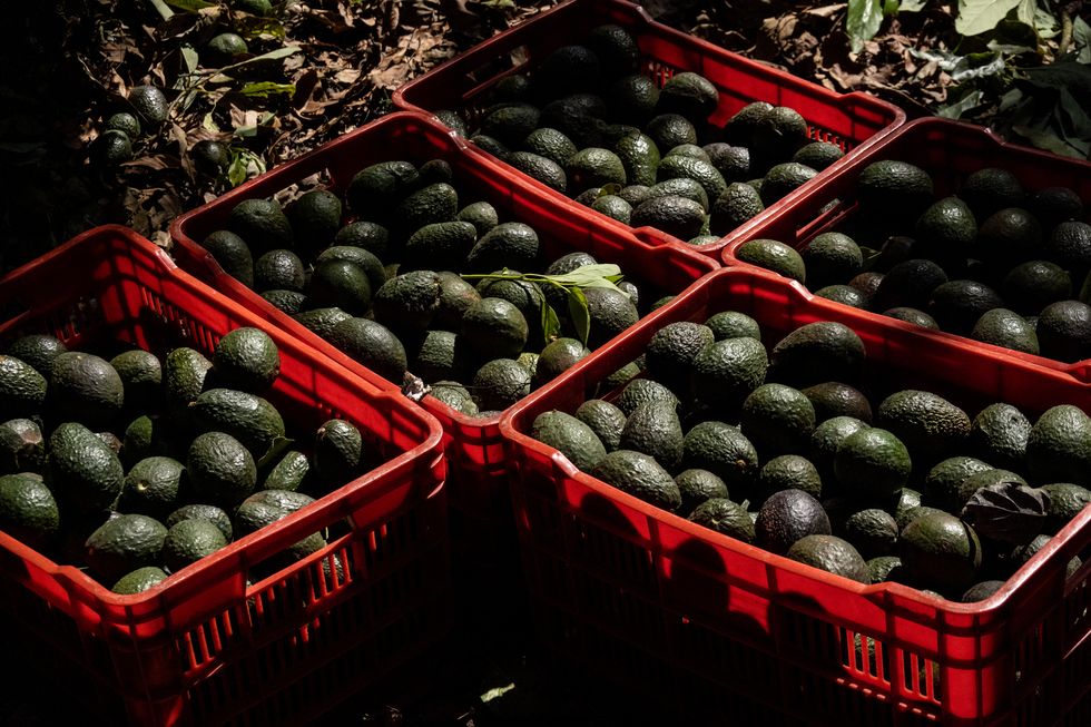 harvested avocados in crates