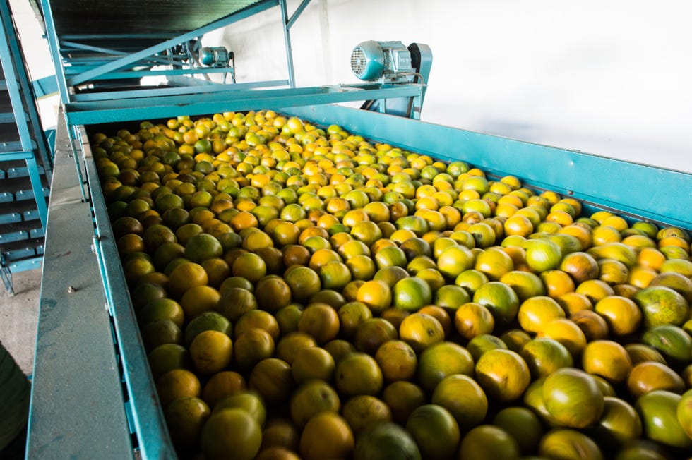brazil agriculture oranges