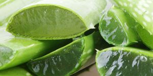 a close up cut aloe vera leaves and its gel