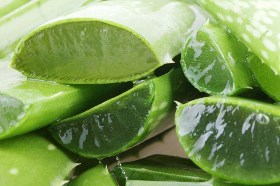 a close up cut aloe vera leaves and its gel