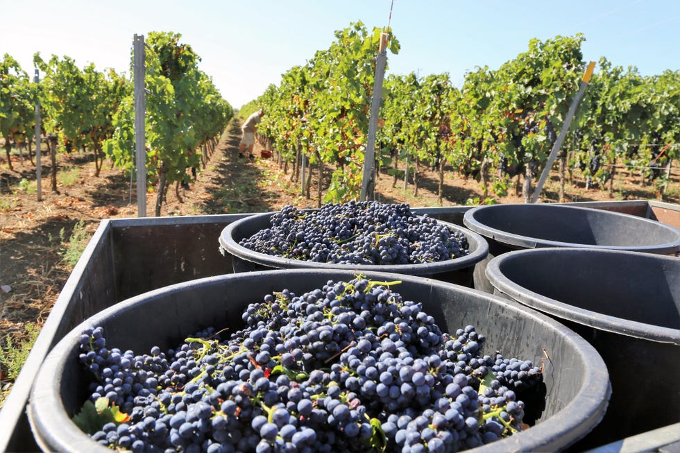 French vineyard