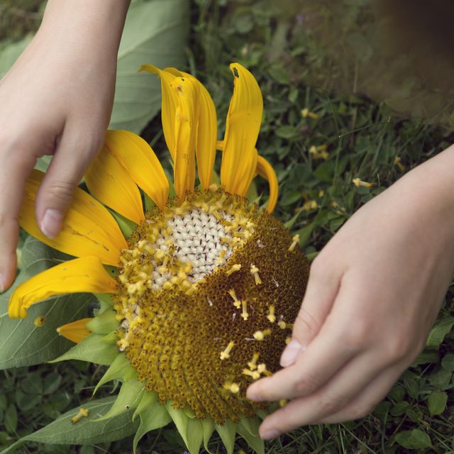 child preparing sunflower for harvesting