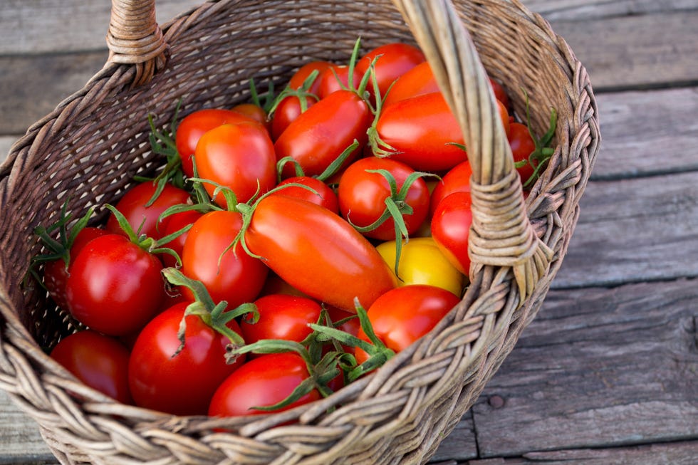 basket full of fresh tomatoes