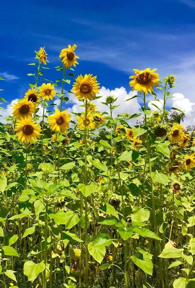 sunflower fields near me harvestmoon farm florida
