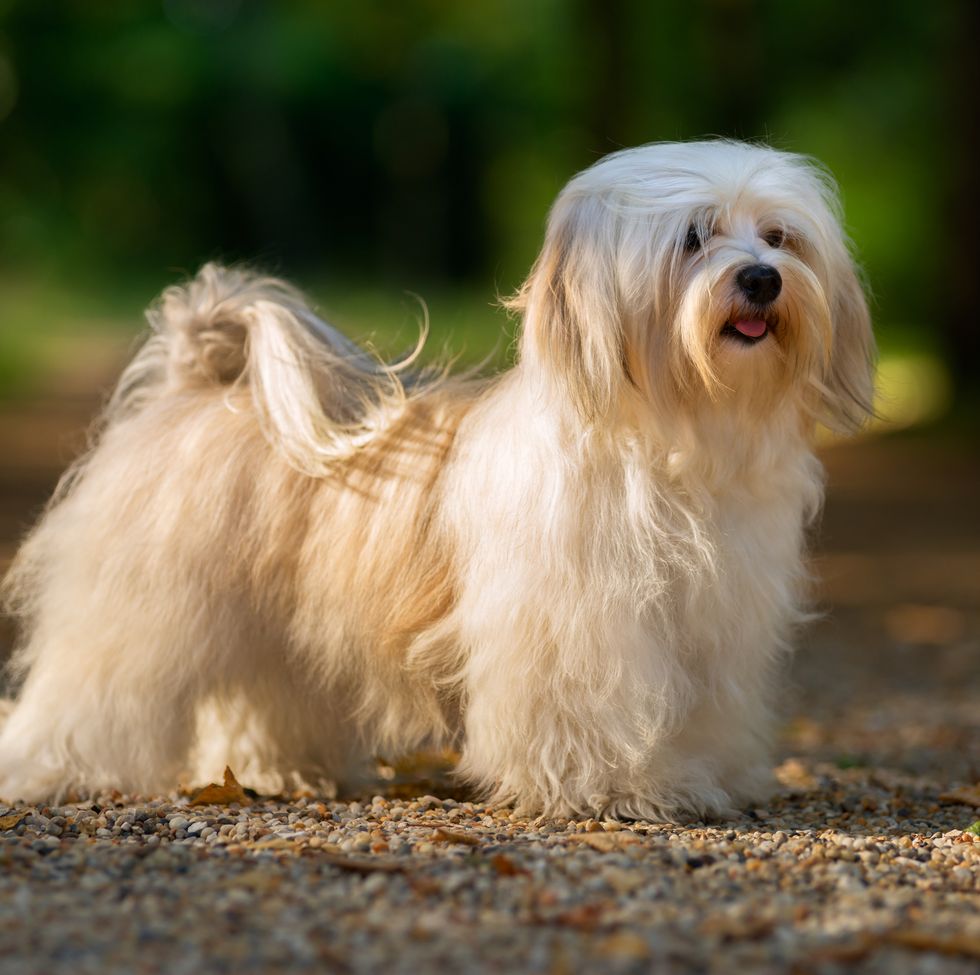 havanese dog is standing on a sunny forest path in late summer