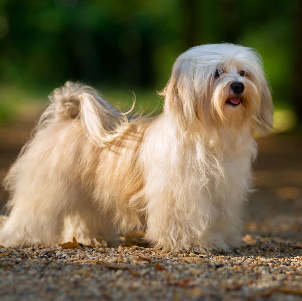havanese dog is standing on a sunny forest path in late summer