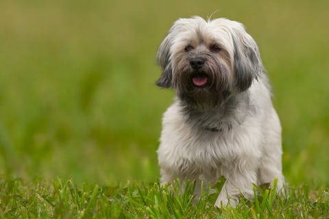 22 Healthiest Dog Breeds - Dogs With the Least Health Problems and Long  Lifespans
