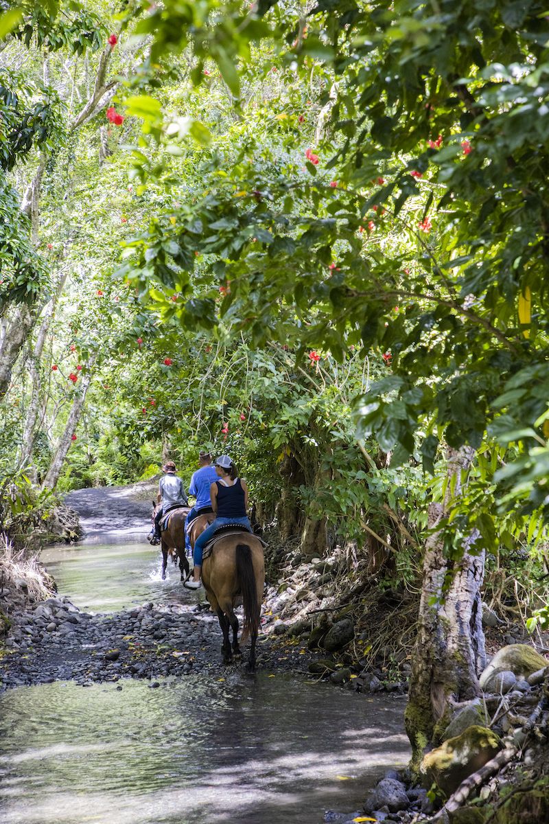 Horse, Outdoor recreation, Trail riding, Recreation, Tree, Jungle, Biome, Trail, Watercourse, River, 