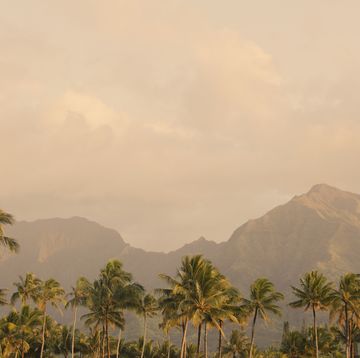 usa, hawaii, kauai, hanalei bay, landscape with palm trees
