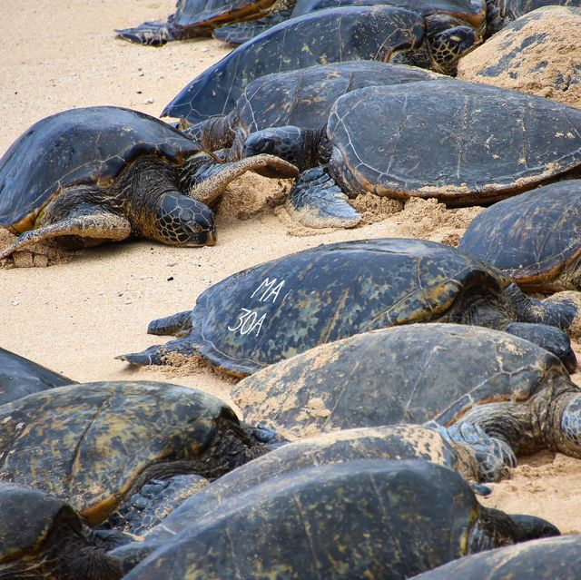 Turtle Shells Have Collected Nuclear Fallout This Whole Time
