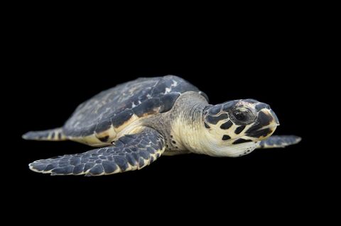 Karetschildpad De ernstig met uitsterving bedreigde karetschildpad trekt over enorme afstanden door tropische zeen Vanwege zijn opvallende pantser wordt er op deze zeeschildpad veel gejaagd