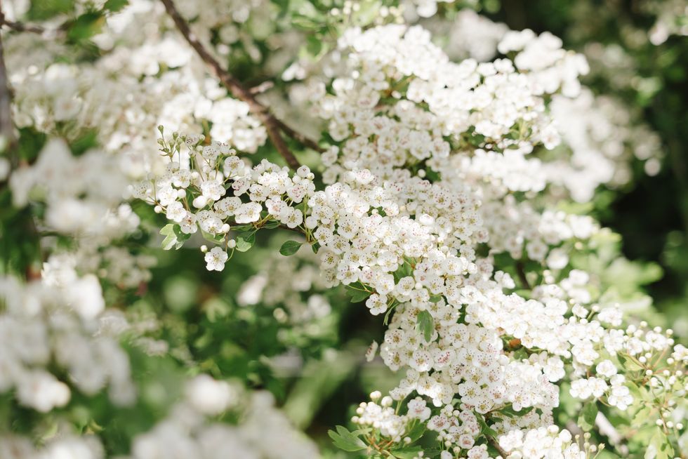 hawthorn blossom in a cornish hedge