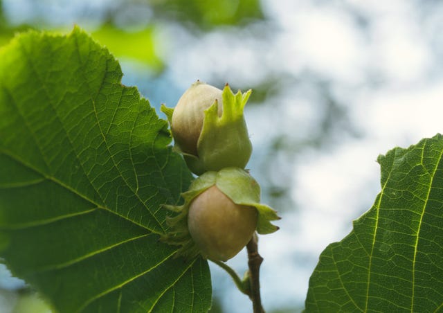 Лещина вред. Лесной орех дерево орешник. Лесной орех лещина. Лесной орех Corylus avellana. Орех лещина Крымская.