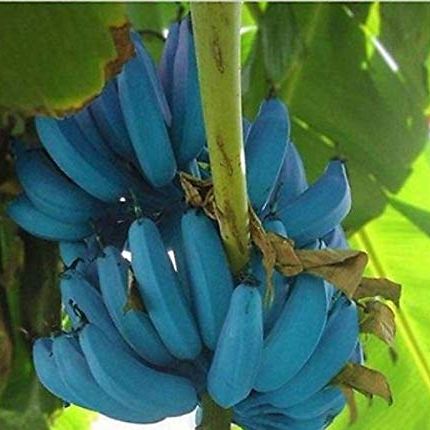 Blue Java Banana: What is Blue Java Banana and what it tastes like