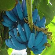 Flowering plant, Flower, Plant, Blue, Banana family, Banana, Leaf, Tree, Petal, Saba banana, 