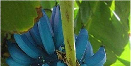 Blue Java Bananas Taste Like Ice Cream - How to Plant Blue Java Bananas