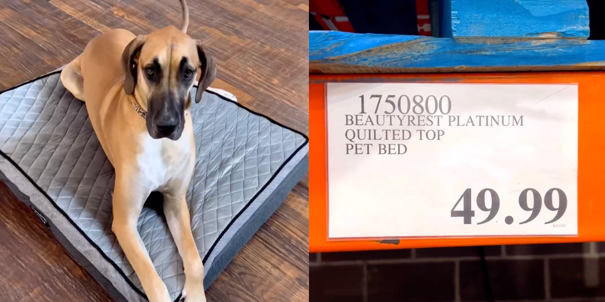 Kirkland dog best sale beds for sale